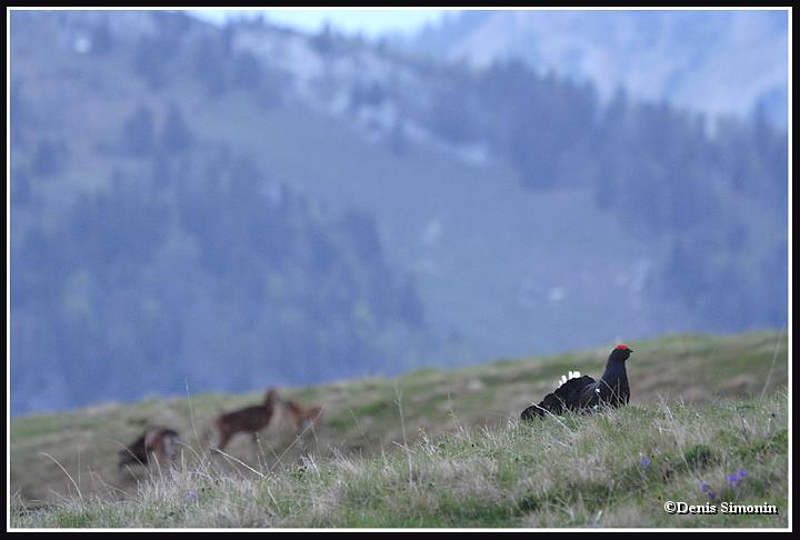 pparade de tétras lyres et mouflons